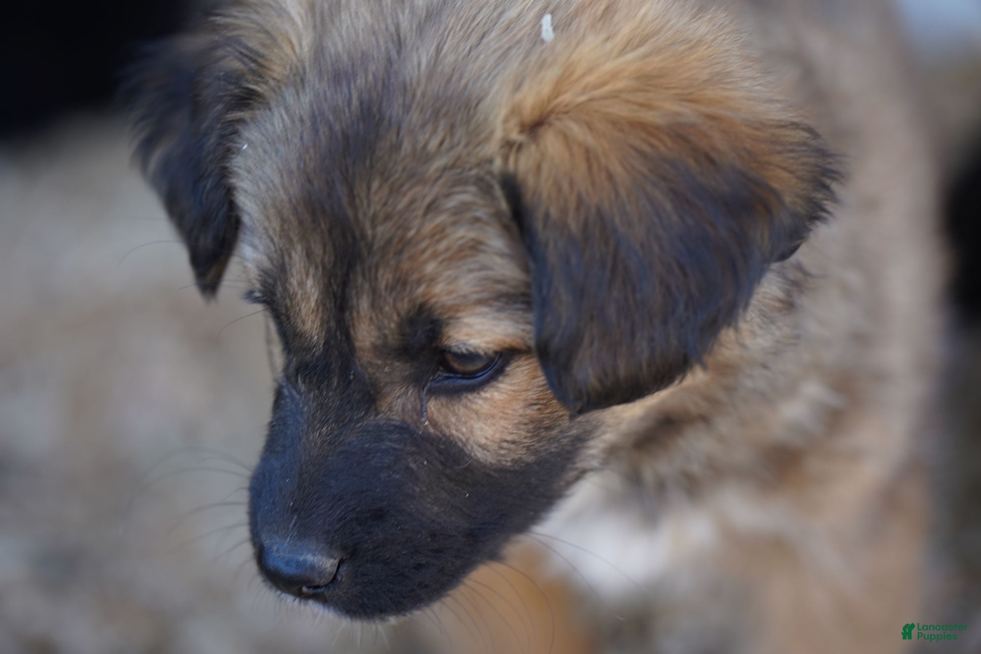 Mixed Breed dogs Toes F Sable - Ad 36