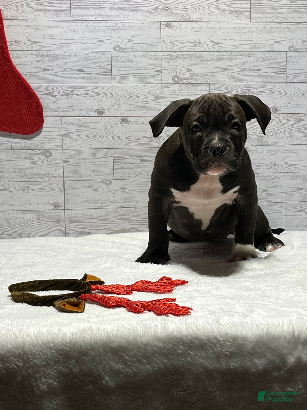 American Bully dogs for sale: Korra - Ad 1