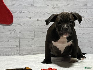 American Bully dogs Korra - Ad 1