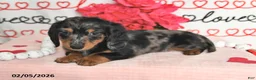 Miniature Dachshund dogs for sale: Harper - Ad 4