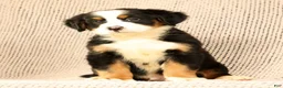 Bernese Mountain Dog dogs for sale: Chevy - Ad 9