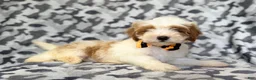 Cavapoo dogs for sale: Sparky - Ad 5