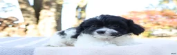 Cavapoo dogs for sale: Luna - Ad 6