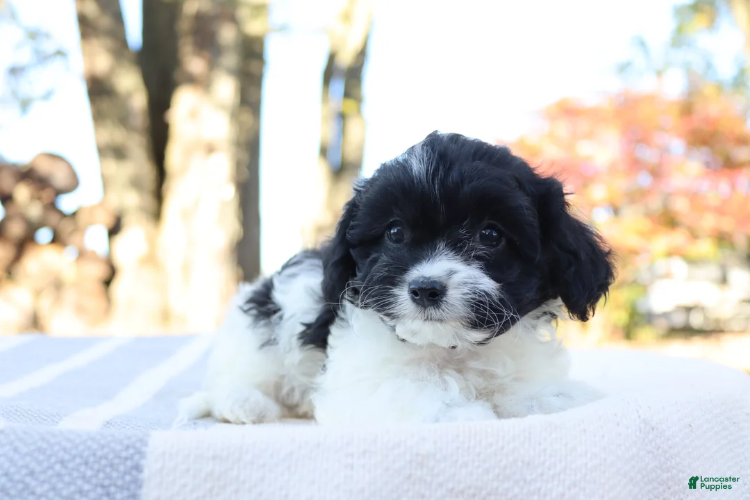 Cavapoo dogs for sale: Luna - Ad 6