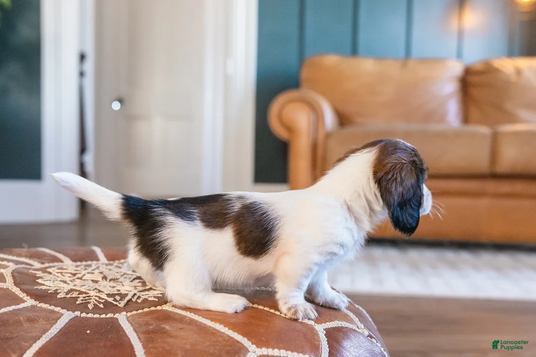 Miniature Dachshund dogs for sale: Ingrid Floppenstein - Ad 5