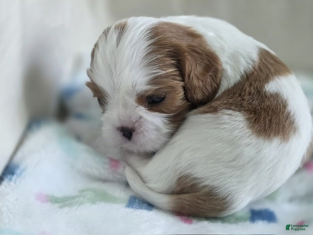Cavalier King Charles Spaniel dogs Ben - Ad 2