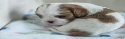 Cavalier King Charles Spaniel dogs for sale: Ben - Ad 2