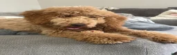 Goldendoodle dogs for sale: Goldendoodle 1 - Ad 4