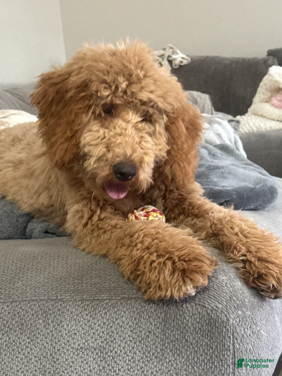 Goldendoodle dogs for sale: Goldendoodle 1 - Ad 4