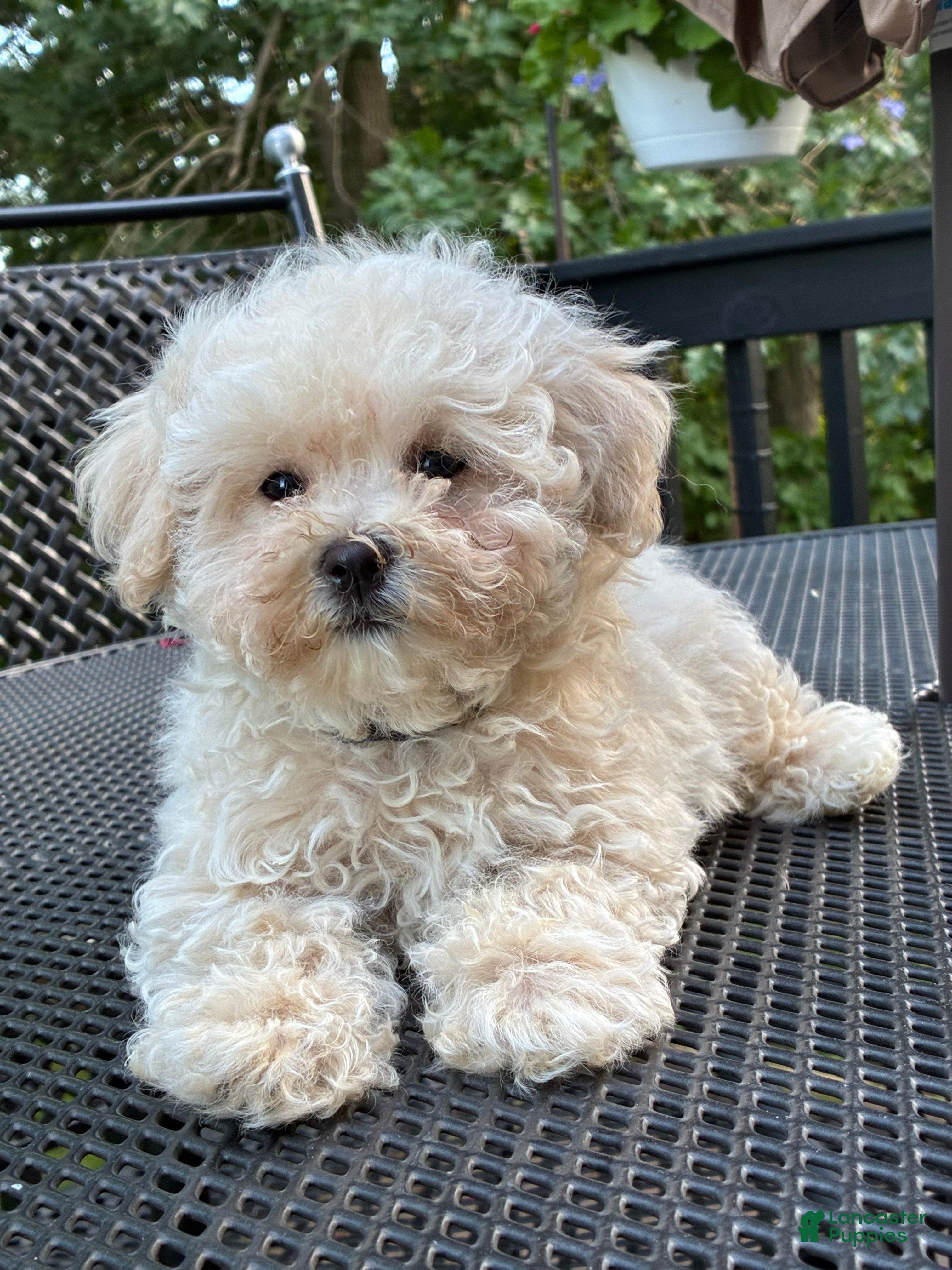 Maltipoo dogs Maltipoo Puppy 4 - Ad 2