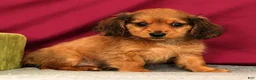 Miniature Dachshund dogs for sale: Sammy - Ad 4