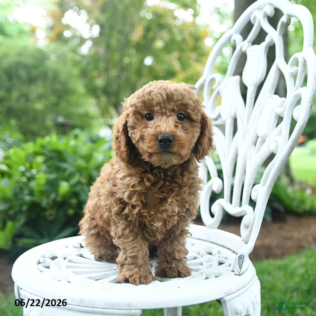 Miniature Poodle dogs for sale: Chase - Ad 3