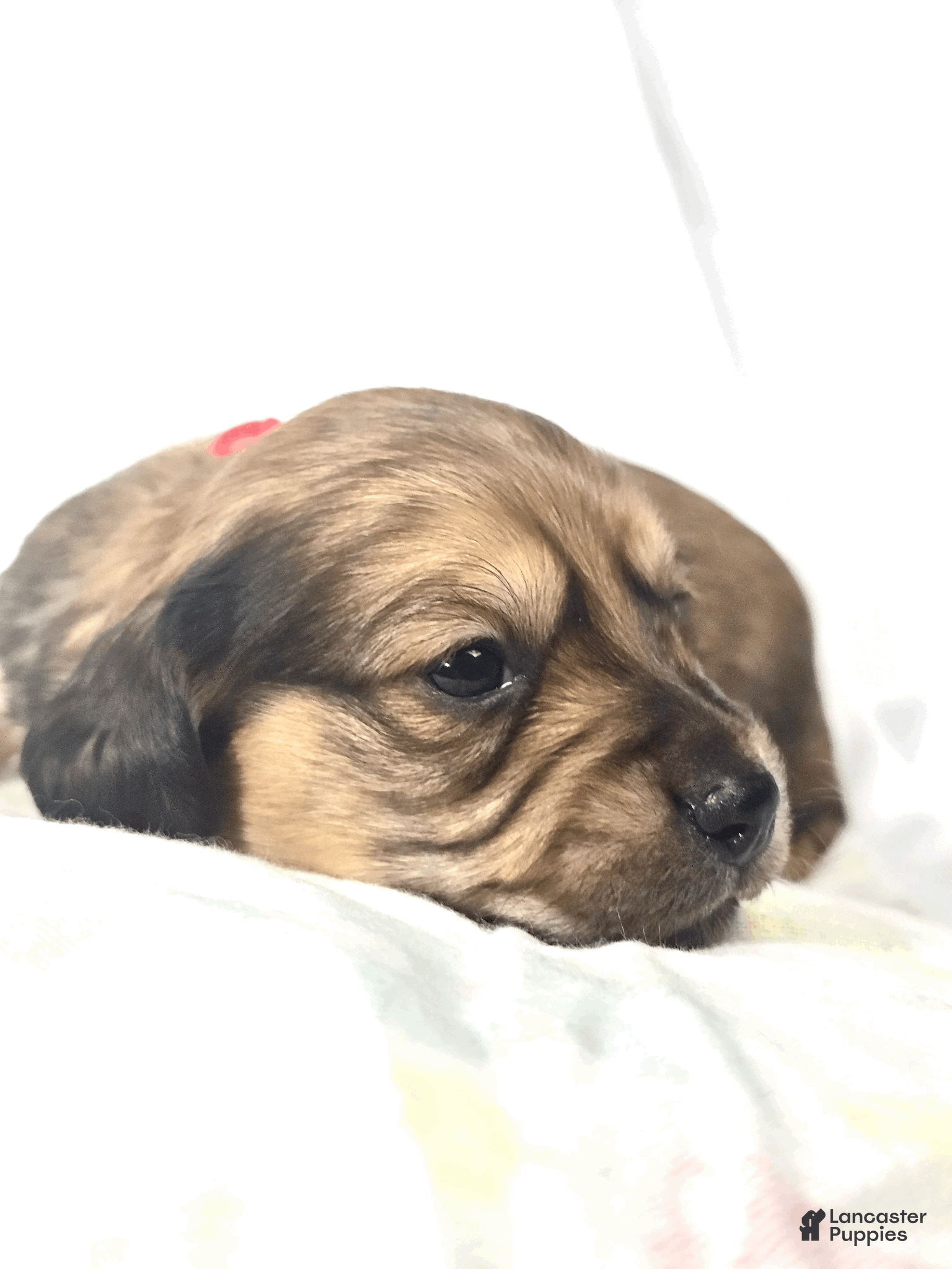 Miniature Dachshund dogs Patty - Ad 2