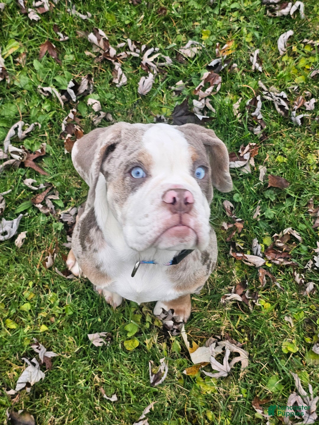 Beabull dogs for sale: MAPLE - Ad 3