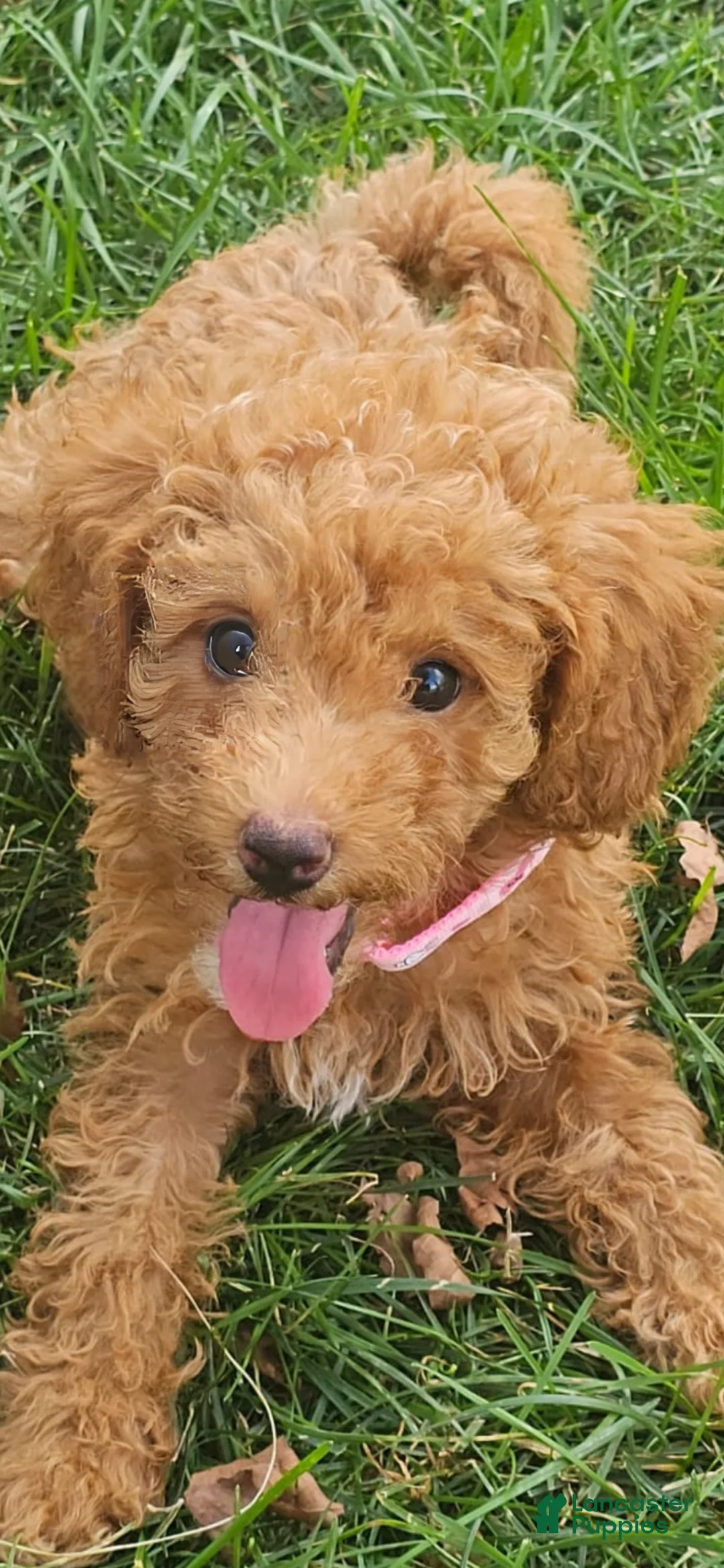 Miniature Poodle dogs for sale: Rosie-Potty and Crate Training/Parents Health Tested  - Ad 1