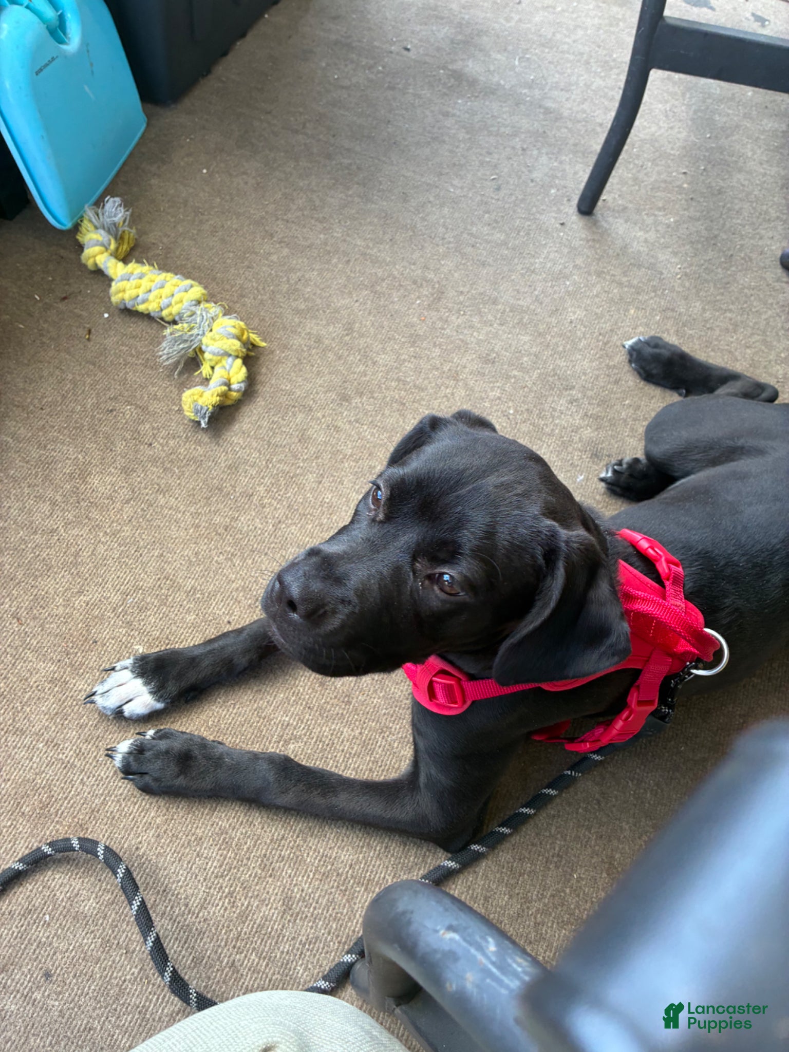 Mixed Breed dogs for sale: Kanesley - Ad 23