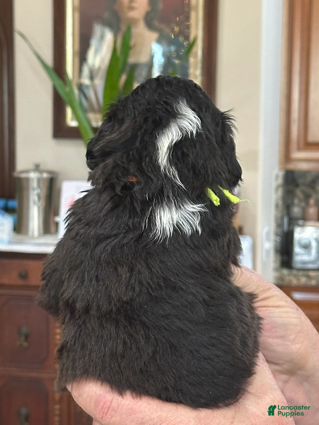 Mixed Breed dogs for sale: Female # 1 English Shepherd Doodle - Ad 5