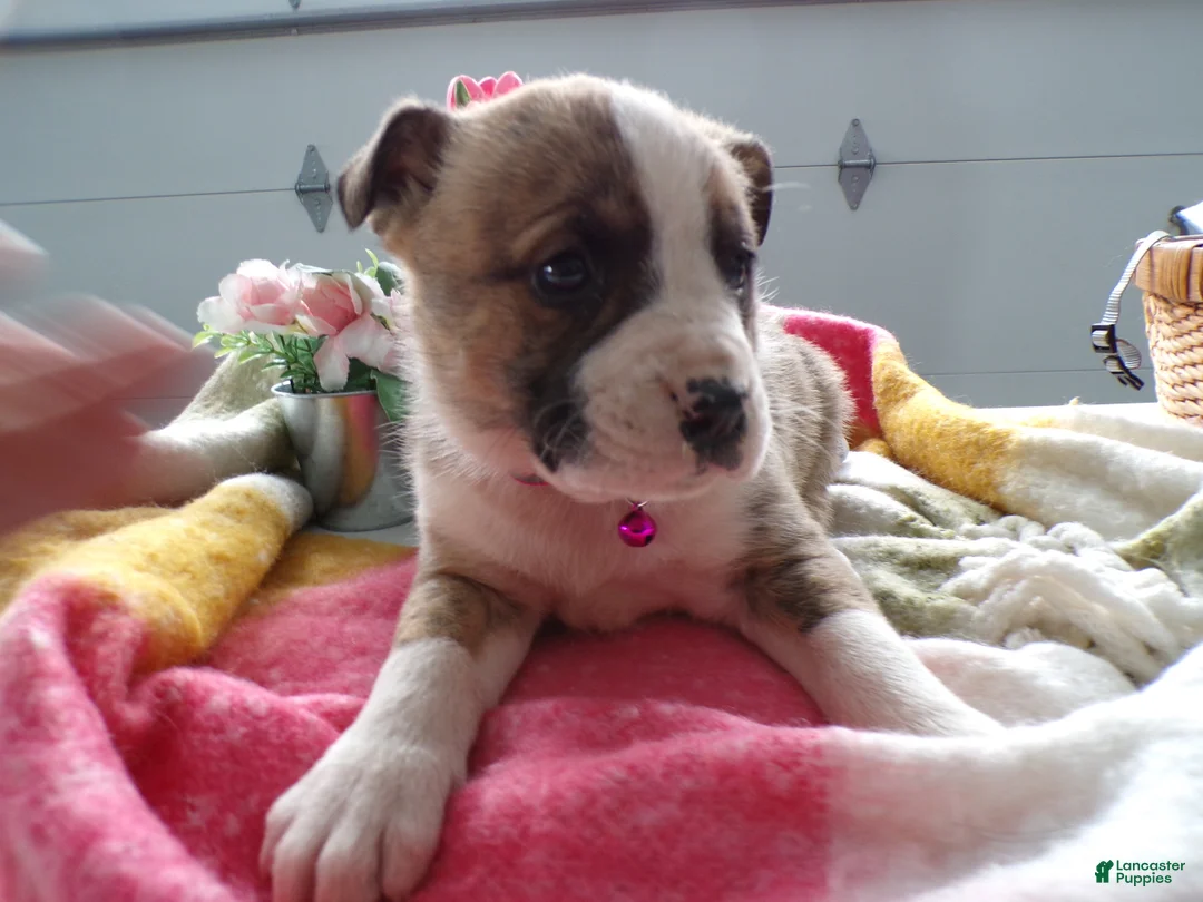 Boxer dogs for sale: Boxer Puppy 4 Bo - Ad 3