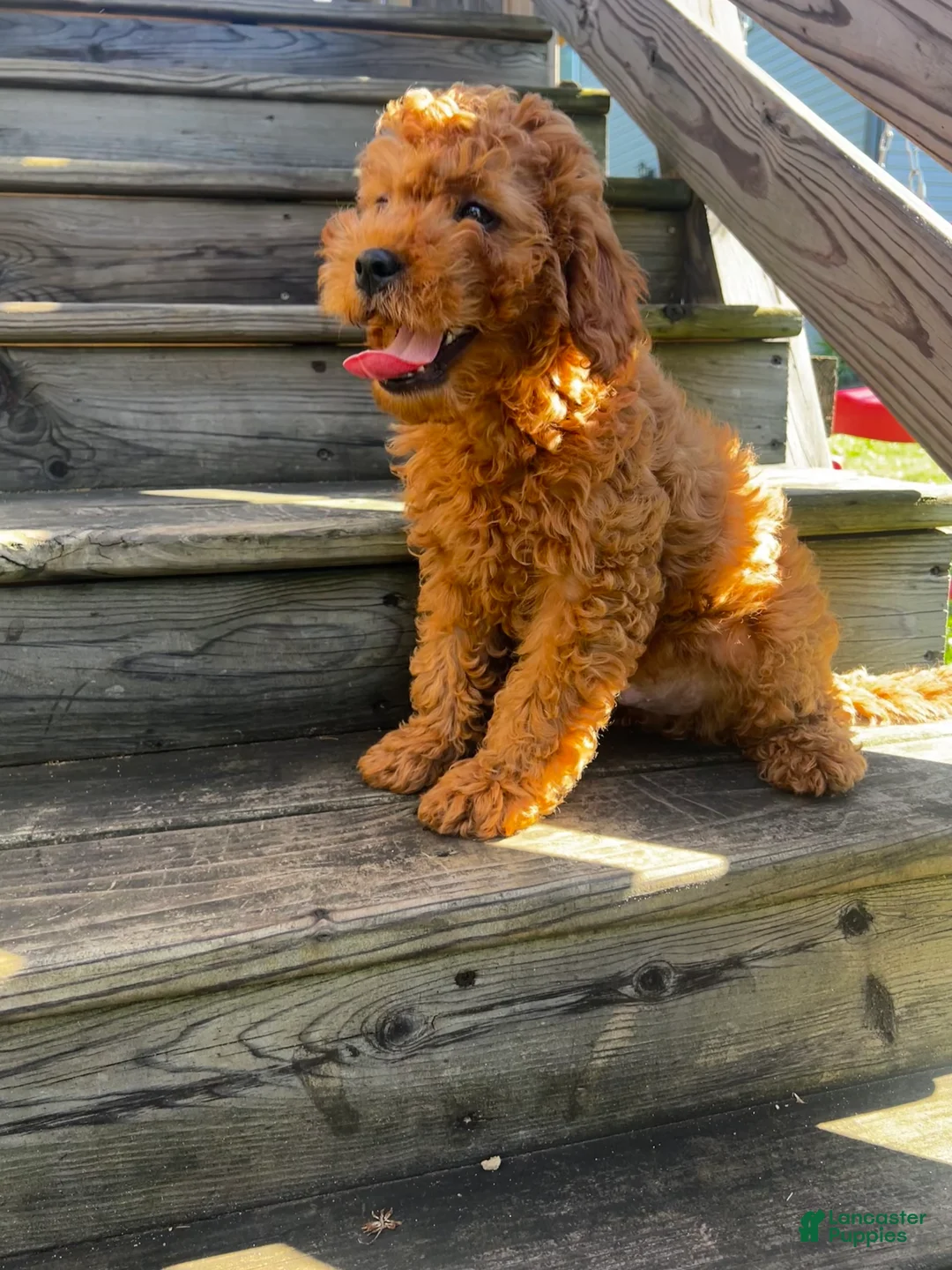 Cavapoo dogs for sale: Sunny - Ad 2