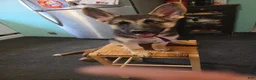 Gerberian Shepsky dogs for sale: Black and Tan Girl - Ad 1