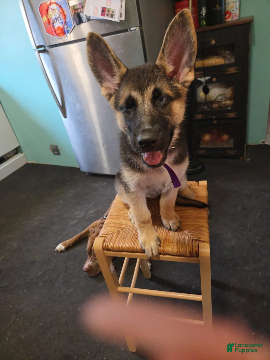 Gerberian Shepsky dogs for sale: Black and Tan Girl - Ad 1