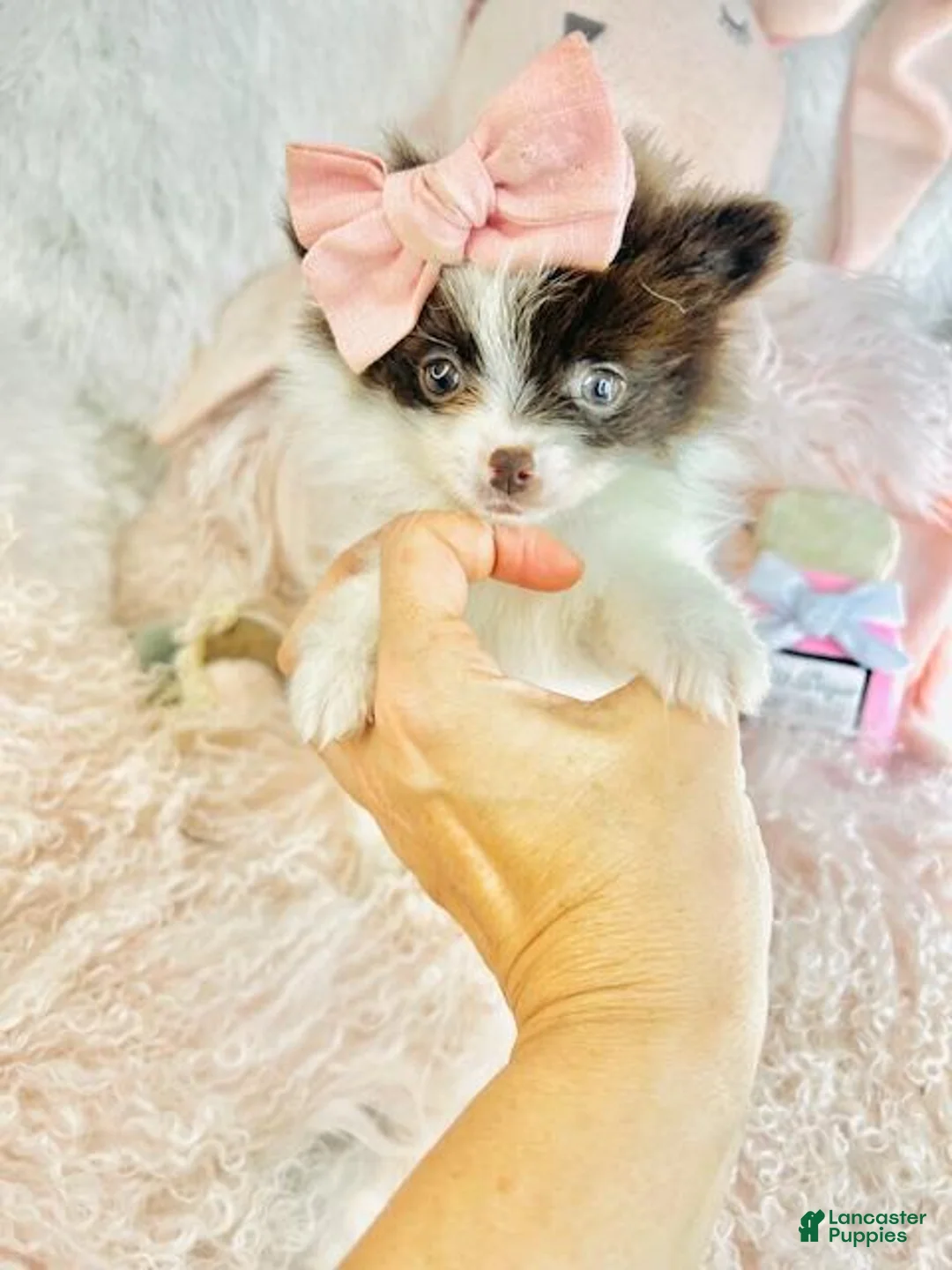 Pomeranian dogs for sale: Pomeranian Puppy 2 - Ad 5