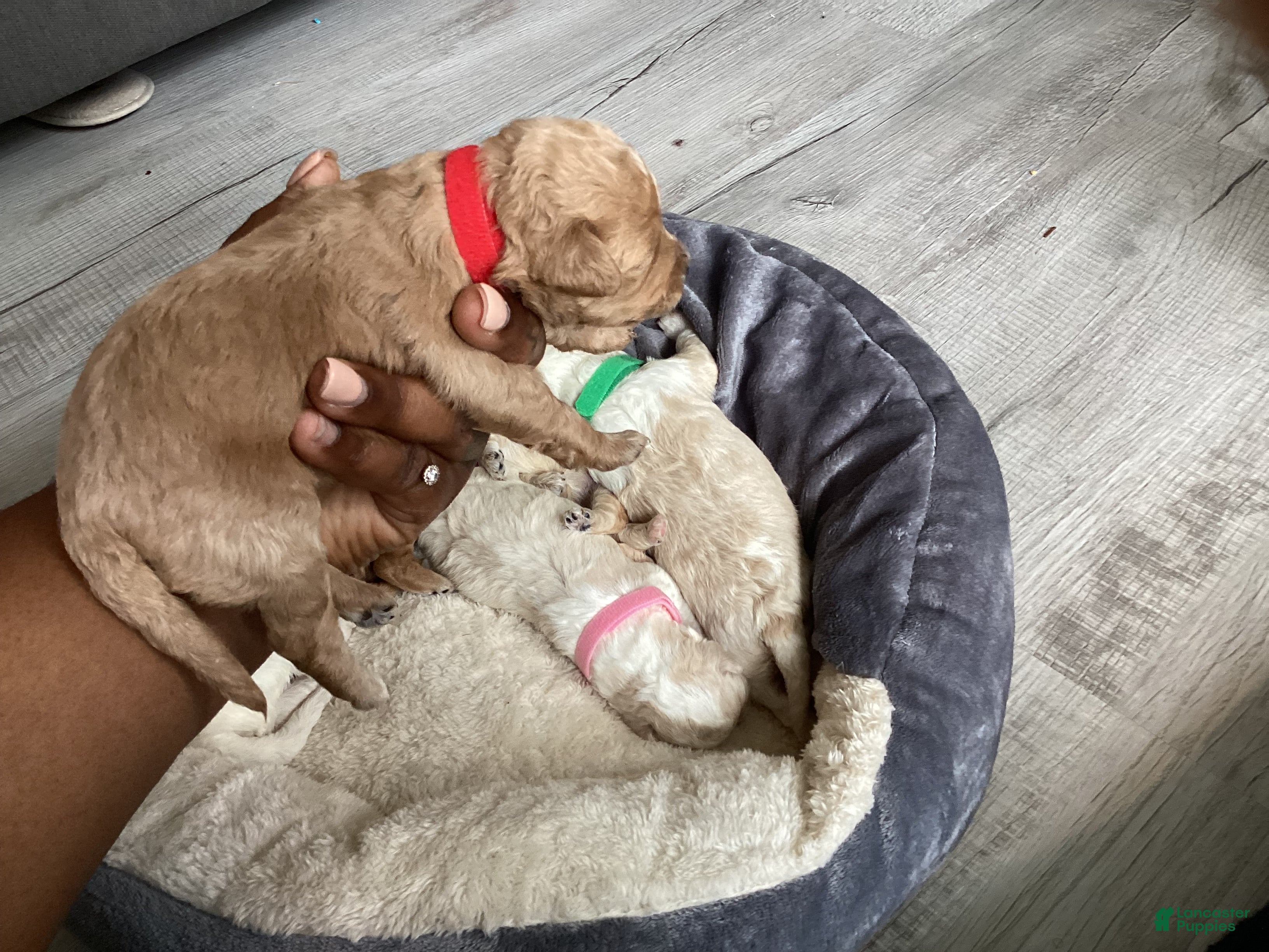 Mixed Breed dogs Willow - Ad 35