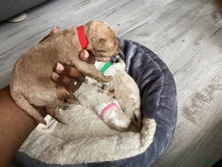 Mixed Breed dogs Willow - Ad 39