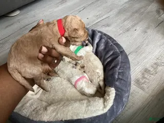 Mixed Breed dogs Willow - Ad 40