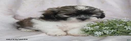Teddy Bear dogs for sale: Emerson - Ad 5