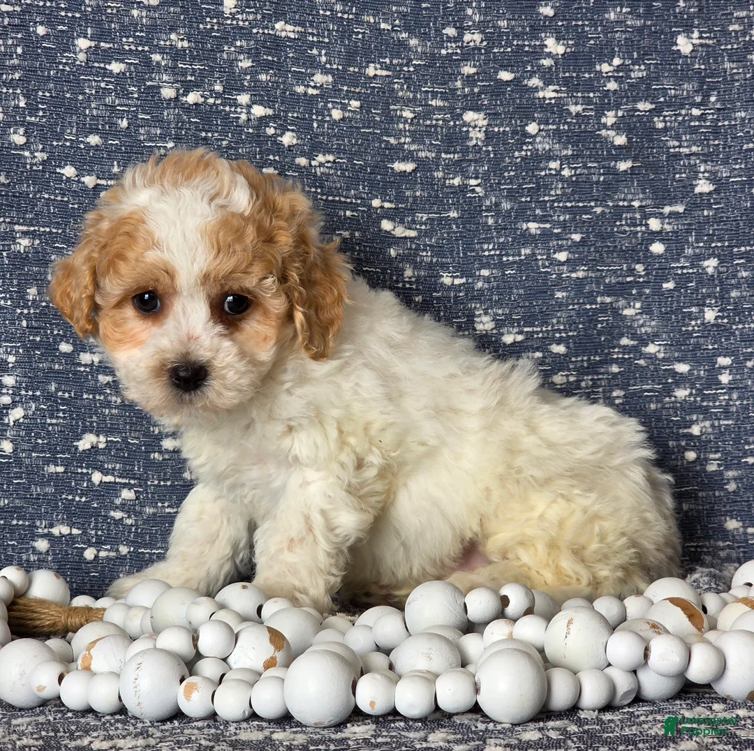 Bichpoo dogs for sale: Ellie - Ad 4