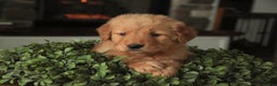 Golden Retriever dogs for sale: Sarge - AKC  - Ad 2
