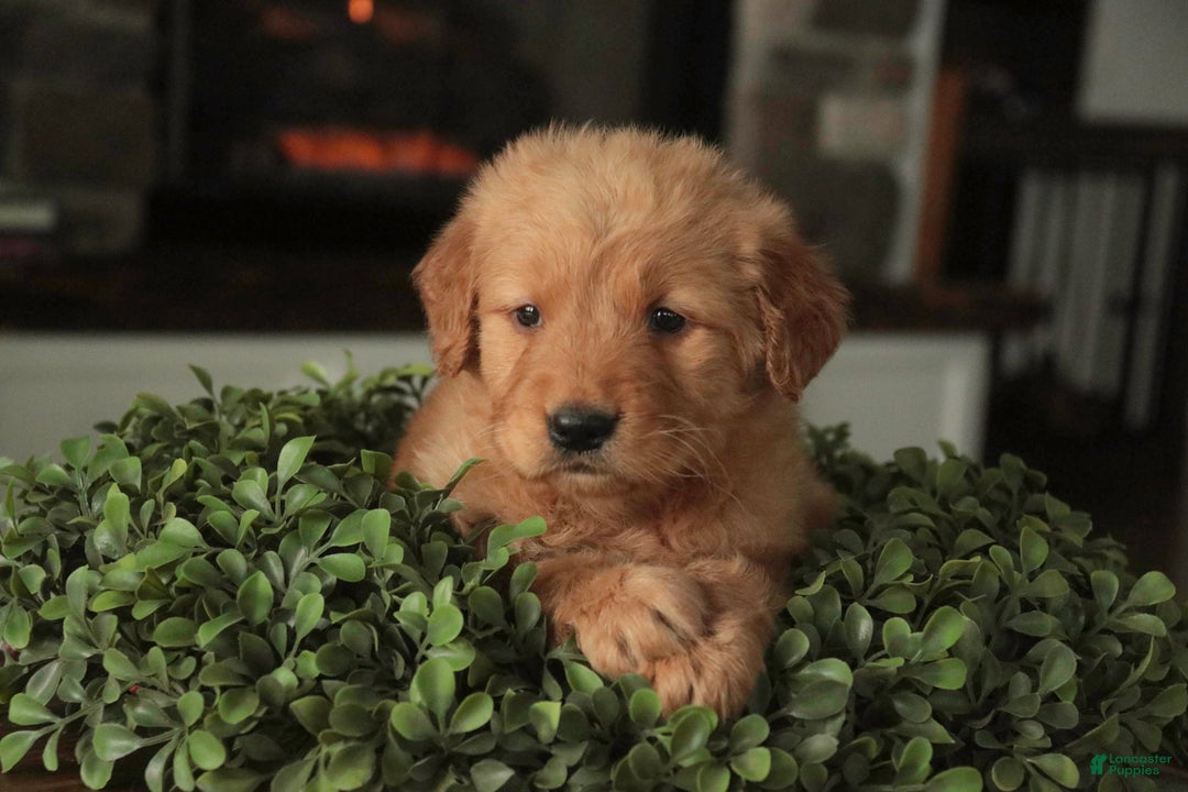 Golden Retriever dogs for sale: Sarge - AKC  - Ad 2