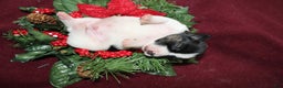 Jack Russell Terrier dogs for sale: Twizzlers - Ad 4