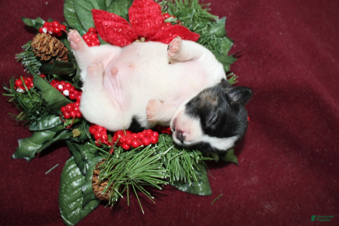 Jack Russell Terrier dogs for sale: Twizzlers - Ad 4