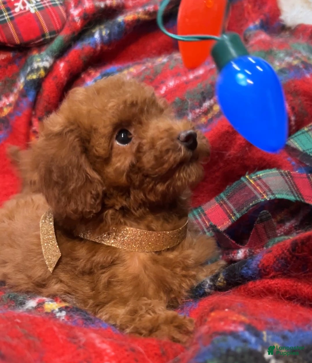 Toy Poodle dogs for sale: Toy Poodle Puppy 1 - Ad 2