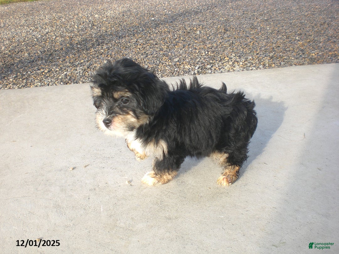 Yorkiepoo dogs for sale: Tina - Ad 5