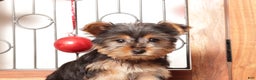 Yorkshire Terrier dogs for sale: Bruce - Ad 3