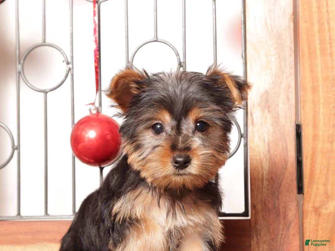 Yorkshire Terrier dogs for sale: Bruce - Ad 3