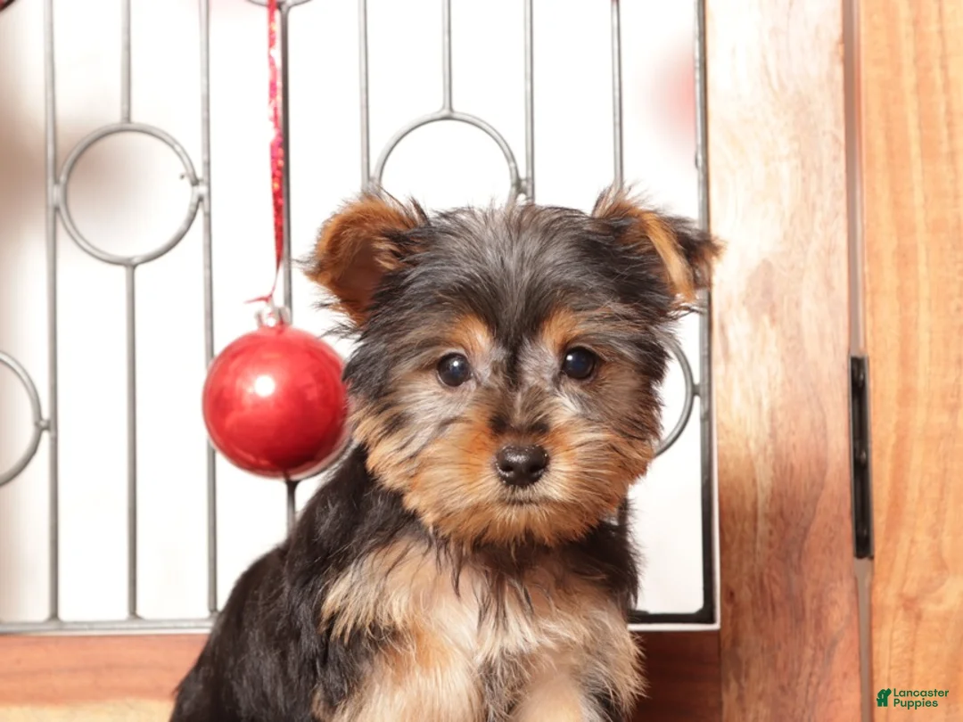 Yorkshire Terrier dogs for sale: Bruce - Ad 3