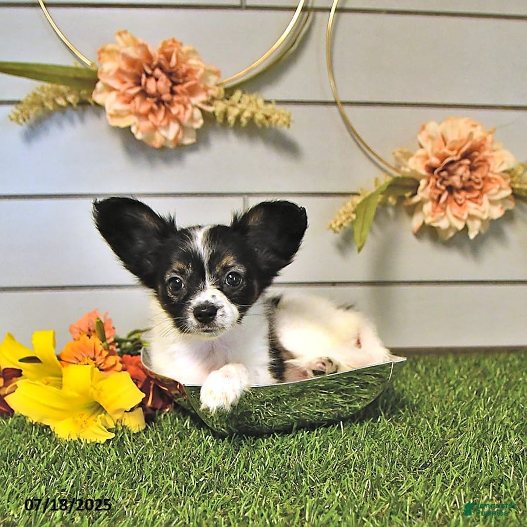 Papillon dogs for sale: Lilah - Ad 13