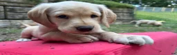 Labrador Retriever dogs for sale: Yellow female - Ad 2