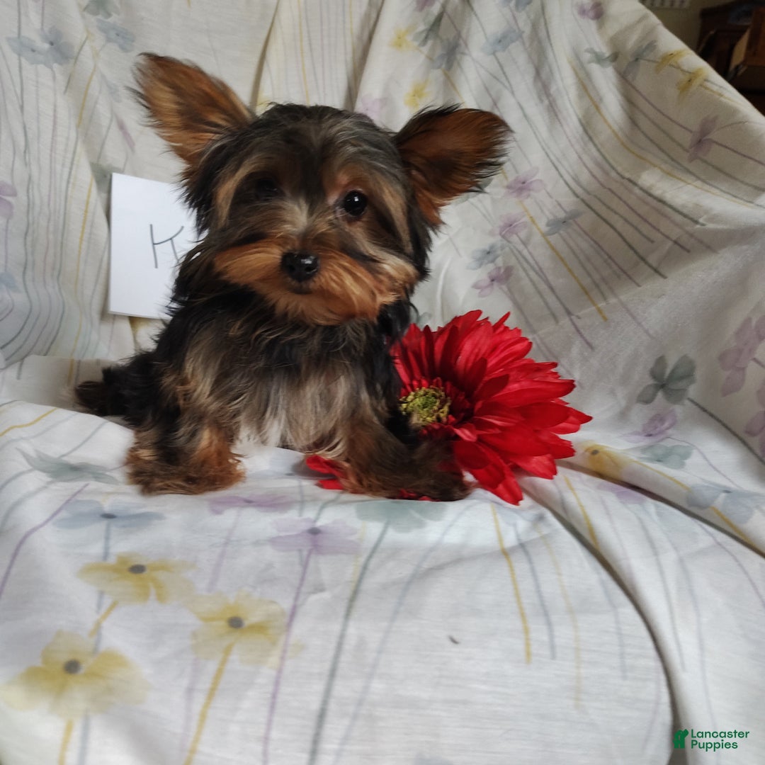 Yorkshire Terrier dogs for sale: Kisses - Ad 6