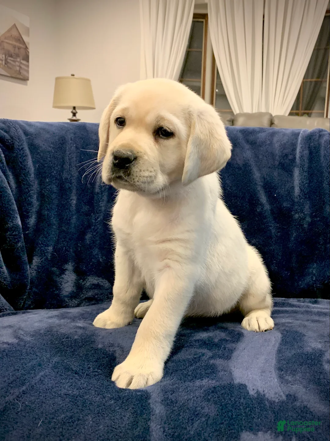 Labrador Retriever dogs for sale: Hazel - Ad 8