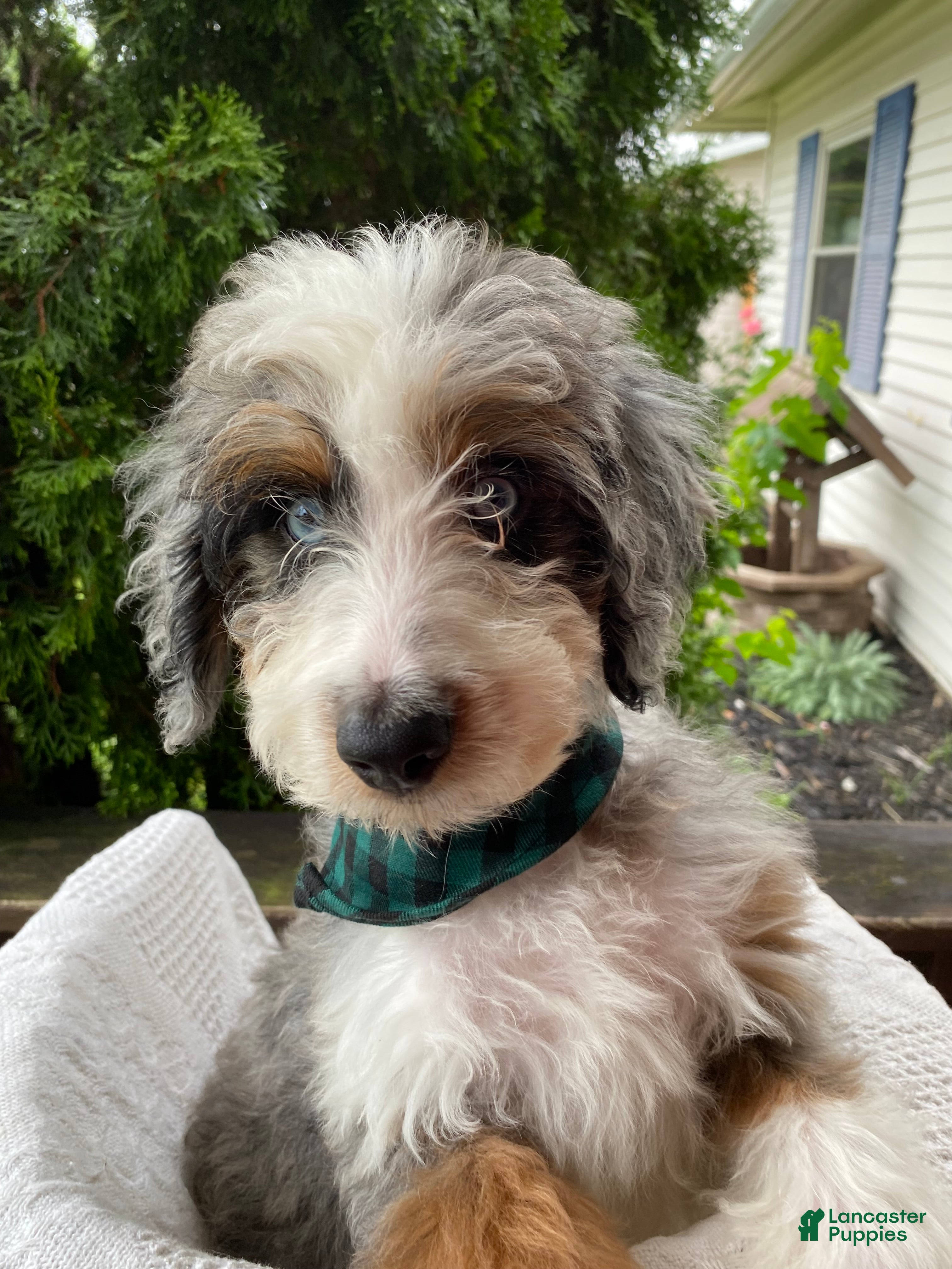 Aussiedoodle dogs Aussiedoodle 1 - Ad 25