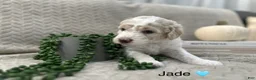 Goldendoodle dogs for sale: Jade 🩵 - Ad 18