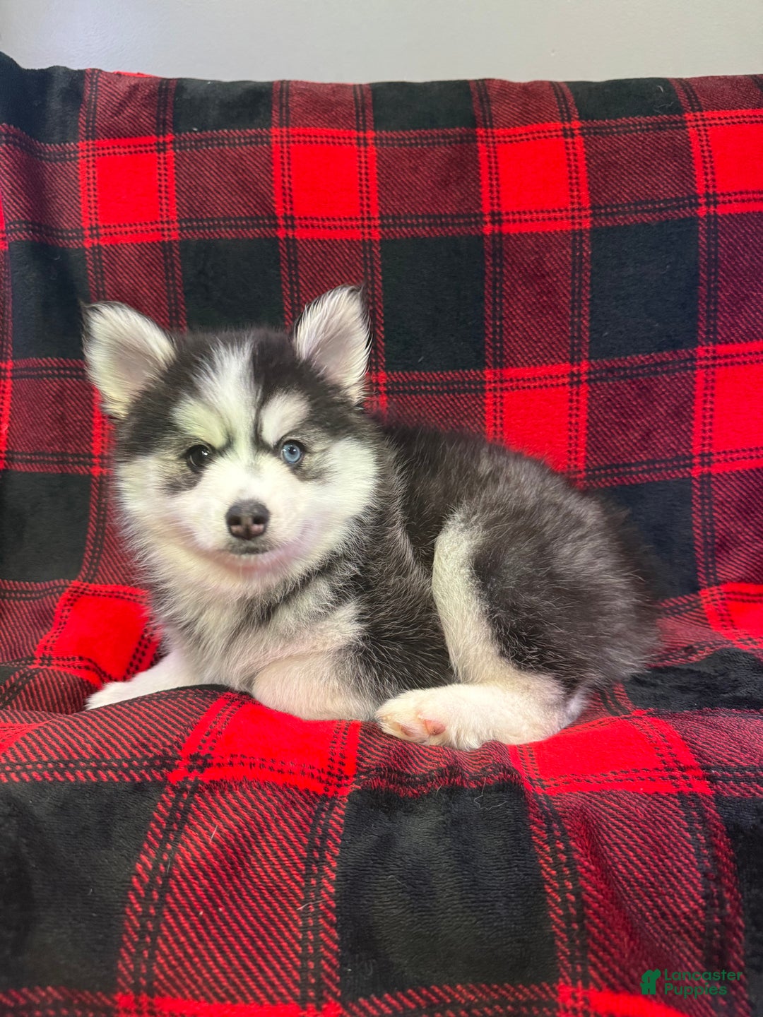 Pomsky dogs for sale: Tiny - Ad 5