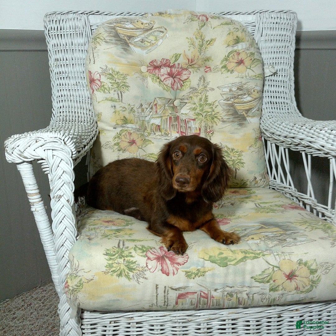 Miniature Dachshund dogs for sale: Mia - Ad 15