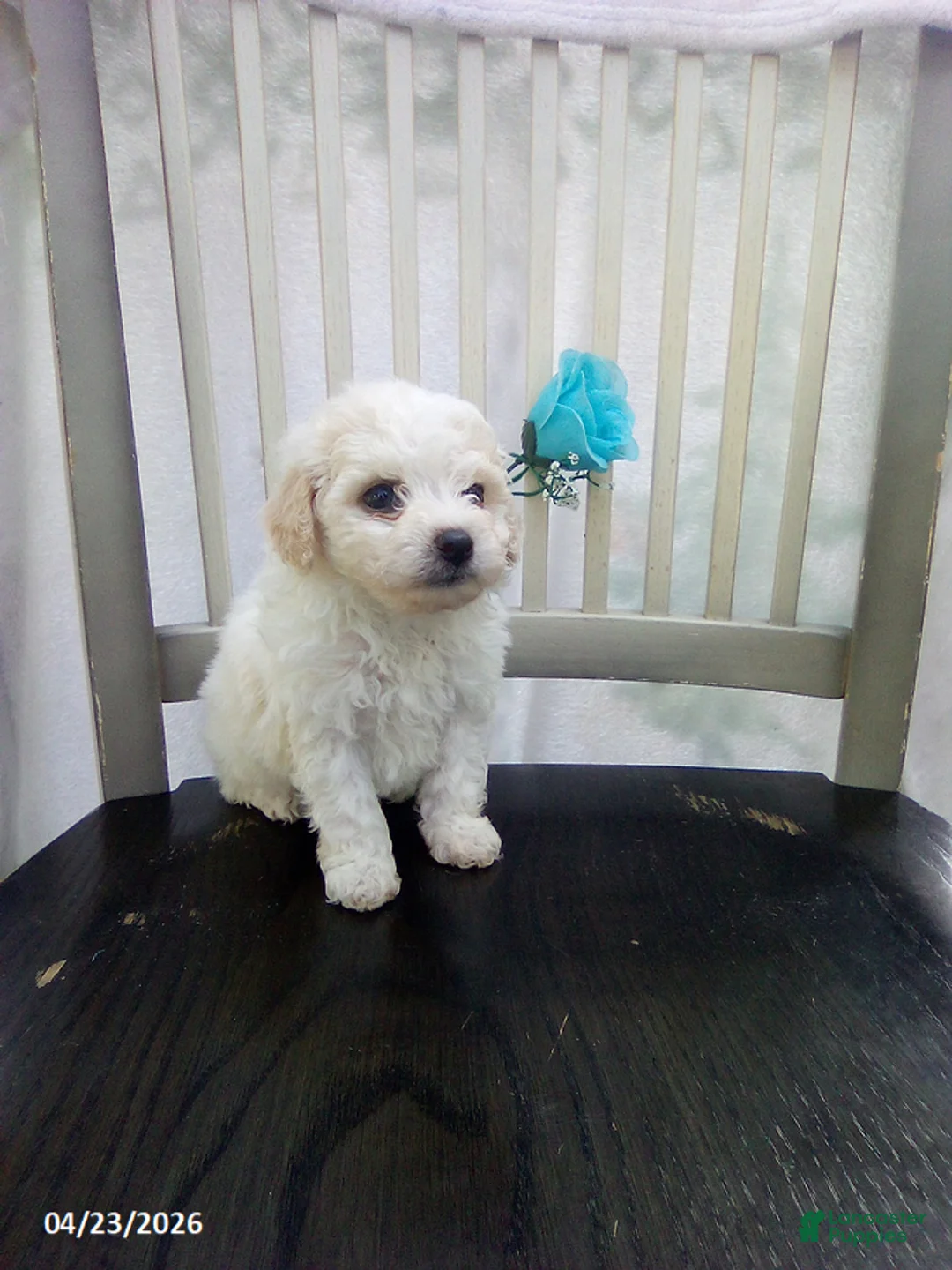 Bichpoo dogs for sale: Casper - Ad 6