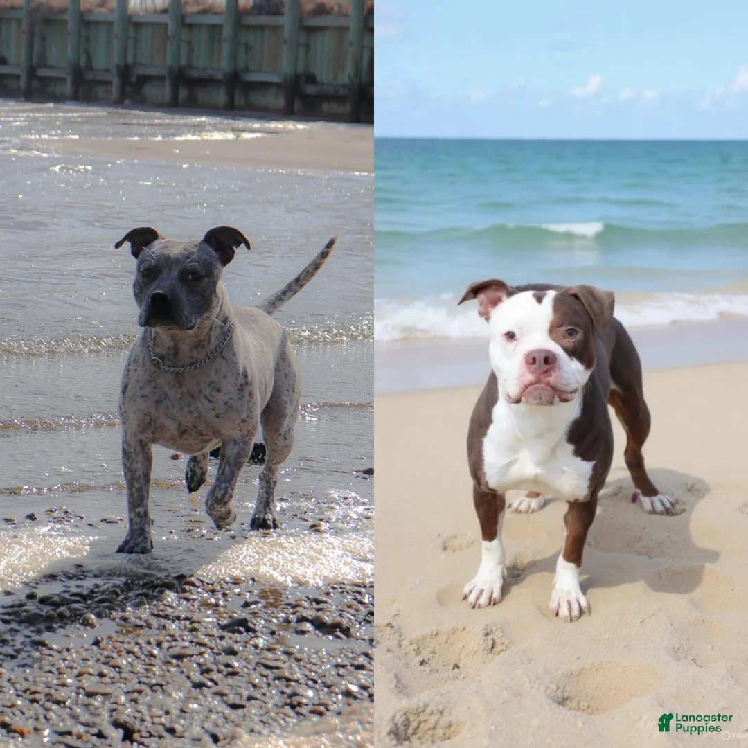 American Bully dogs for sale: Vader - Ad 2